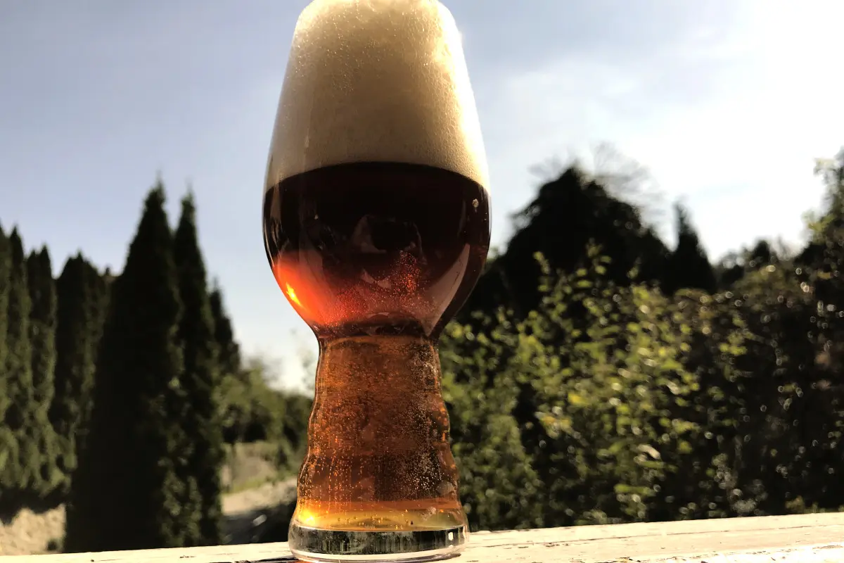 sh Pumpkin Real Vote Pumpkin Ale 800px Ein Glas des hausgebrauten Real Vote Pumpkin Ale steht bei sonnigem Wetter im Freien und leuchtet bernsteinfarben.