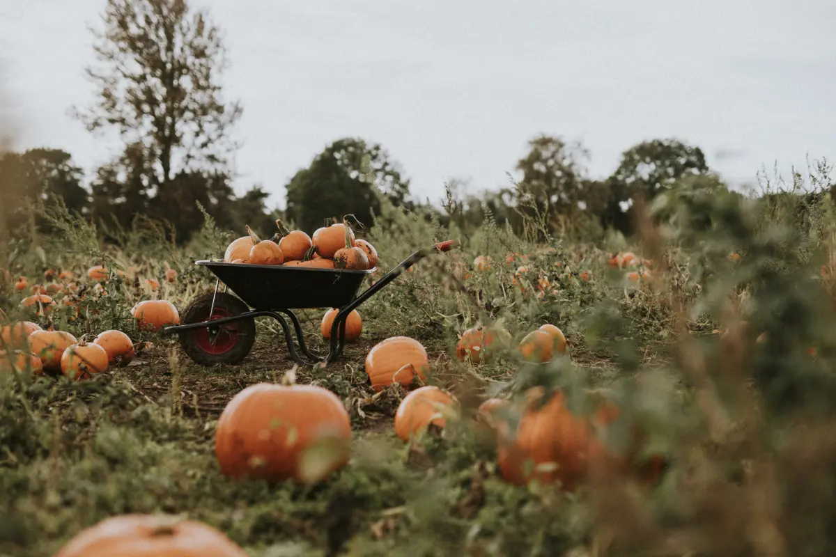 sh Pumpkin Field 800px Orangefarbene Halloween-Kürbisse in einer Schubkarre auf einem herbstlichen Feld für Halloween ins Glas Deko-Ideen