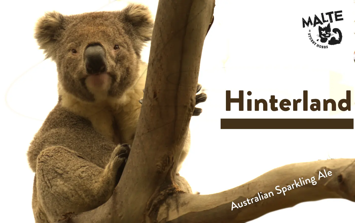 Koala in Eukalyptus-Baum schaut herunter